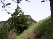 4.30.06 Hamilton Mountain 052 